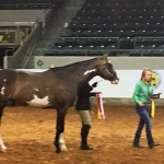 TOO HOT TO IRON (APHA) - Out of Charismatic Turn